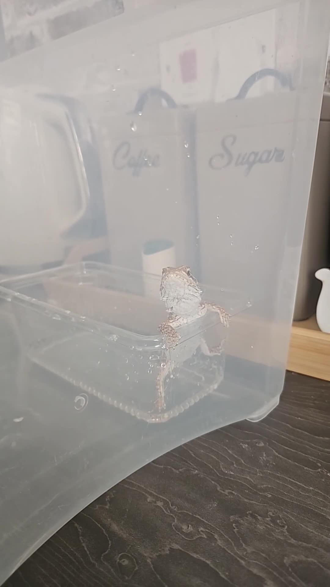 Bearded Dragon reptiles for sale: 4 month old Beardie  in Worcester - Video 1