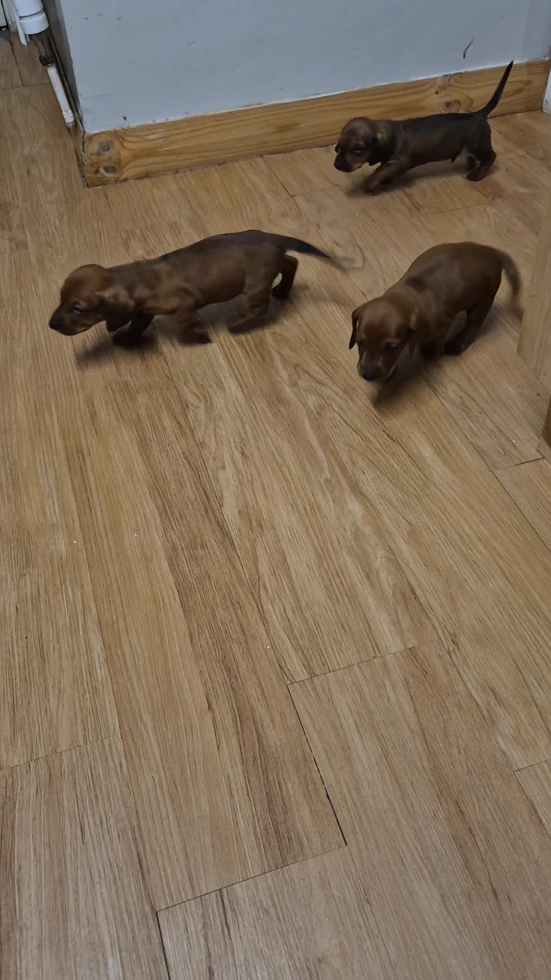 Dachshund dogs for sale: Dachshund puppies - Video 1