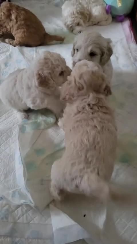 Cockapoo dogs for sale: Cockerpoo  - Video 1