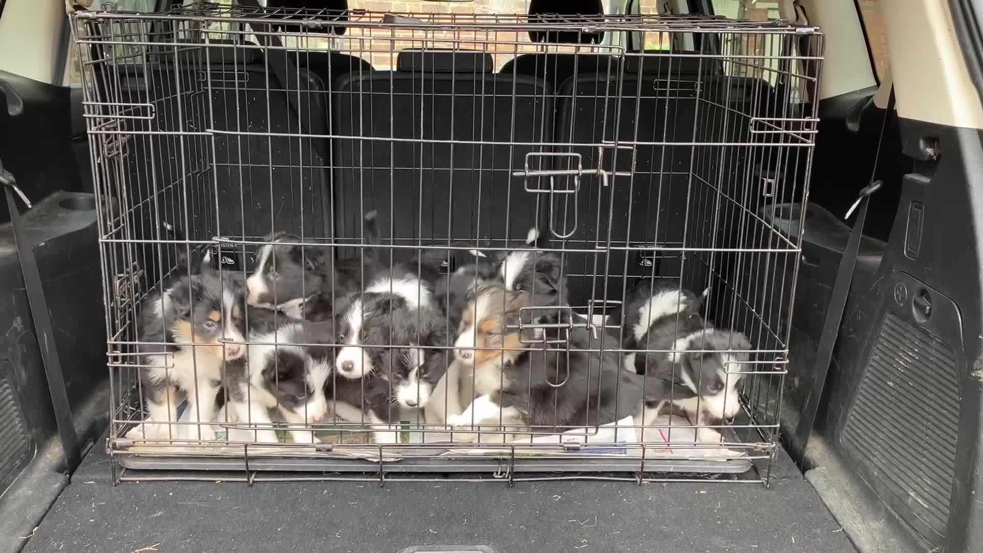 Border Collie dogs for sale: ISDS registered Rough Coat Border Collie Pups  in Nottingham - Video 1