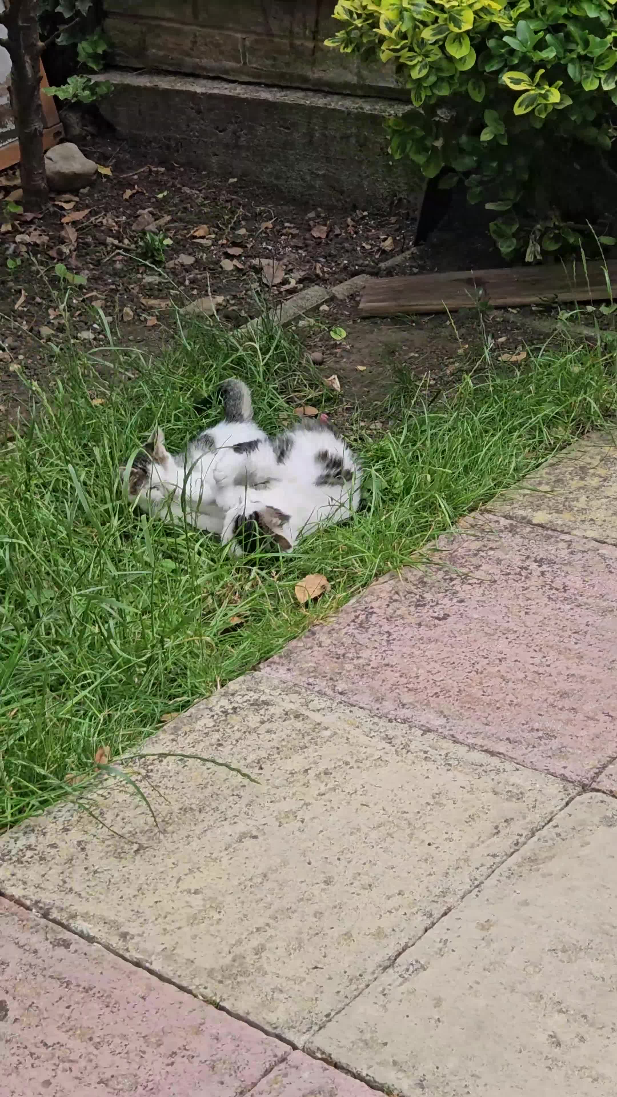 Domestic Shorthair cats for sale: Kitten  - Video 2