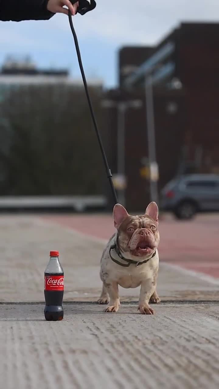 French Bulldog dogs for stud: 💥🦍💥BIG-MEECH💥🦍💥 in Northampton - Video 3