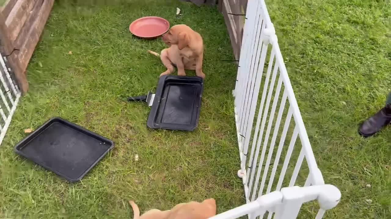 Labrador Retriever dogs for sale: Working Pet Bred; Highly Regarded Labrador Lineage - Video 3