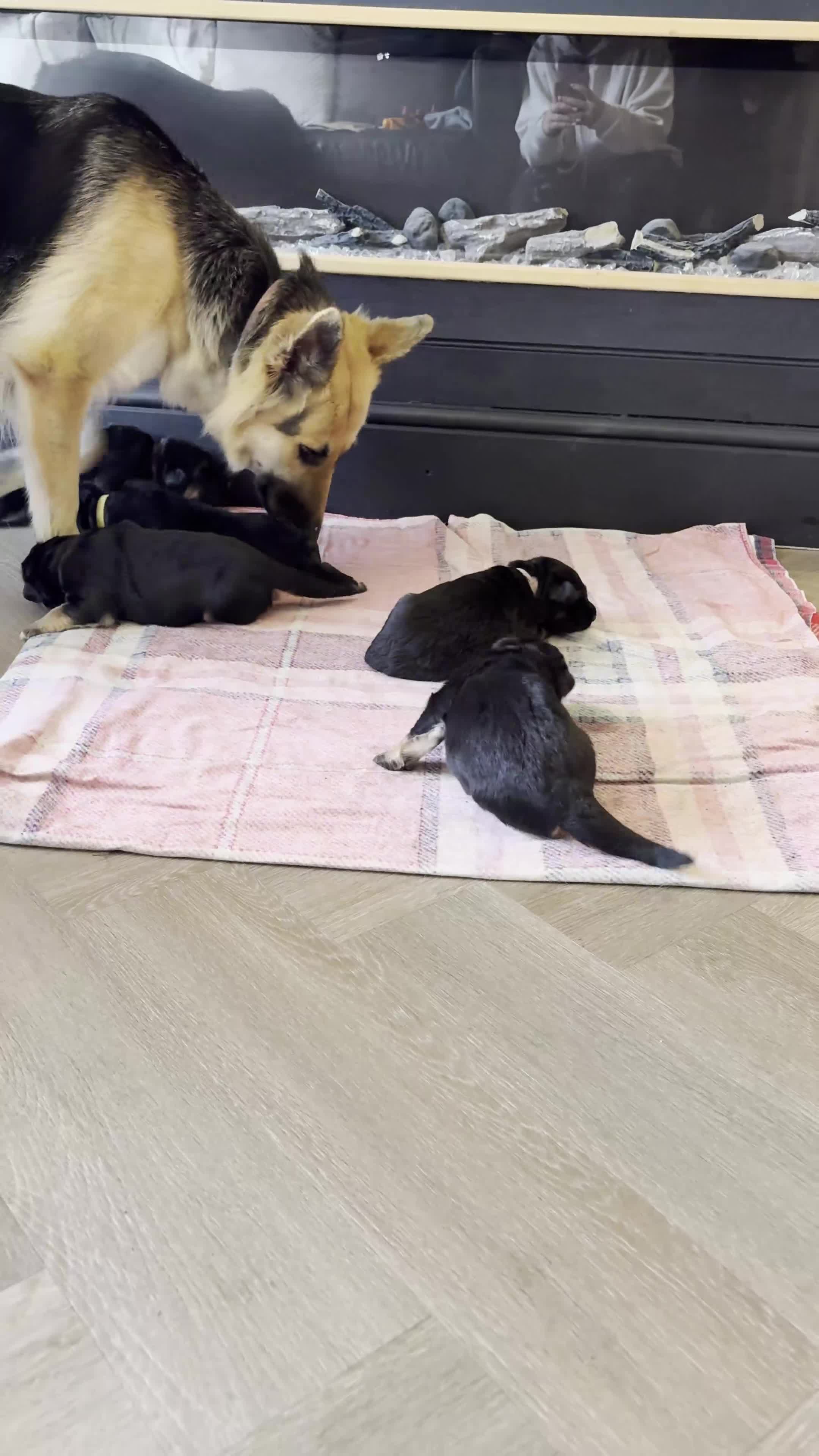 German Shepherd dogs for sale: 🐾 Beautiful German Shepherds 🐾 - Video 1