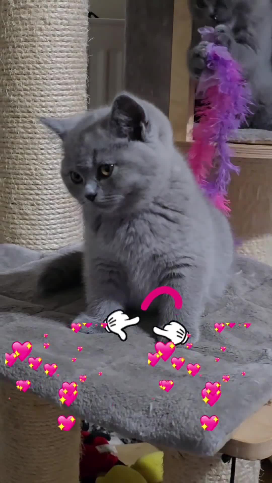 British Shorthair cats for sale: Full pedigree TICA BSH - Video 2