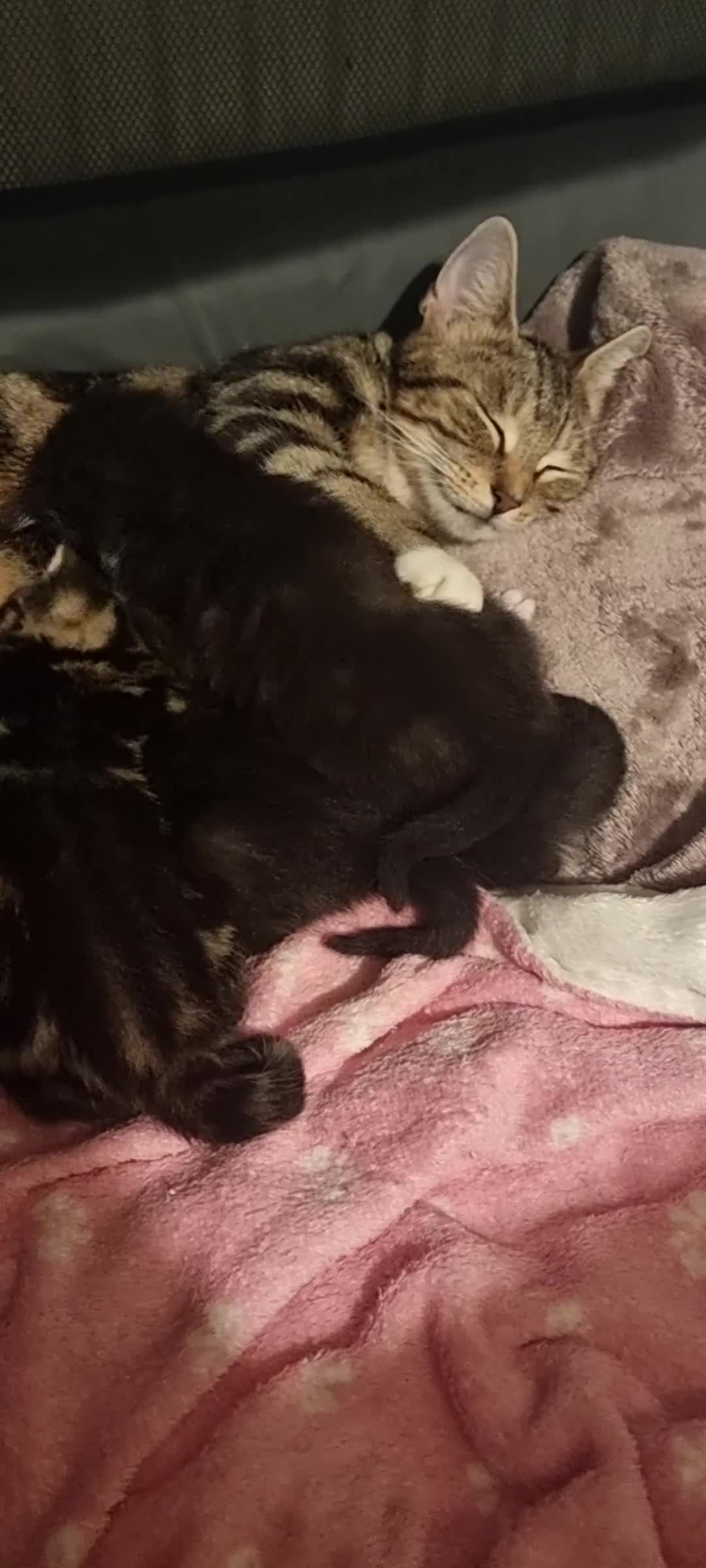Sokoke cats for sale: Mixed-Breed African Sokoke × Turkish Van  - Video 1