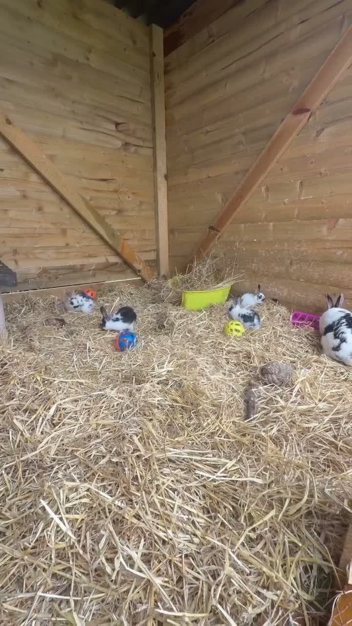 Mixed Breed rabbits for sale: Bunnies for sale in Fareham - Video 1