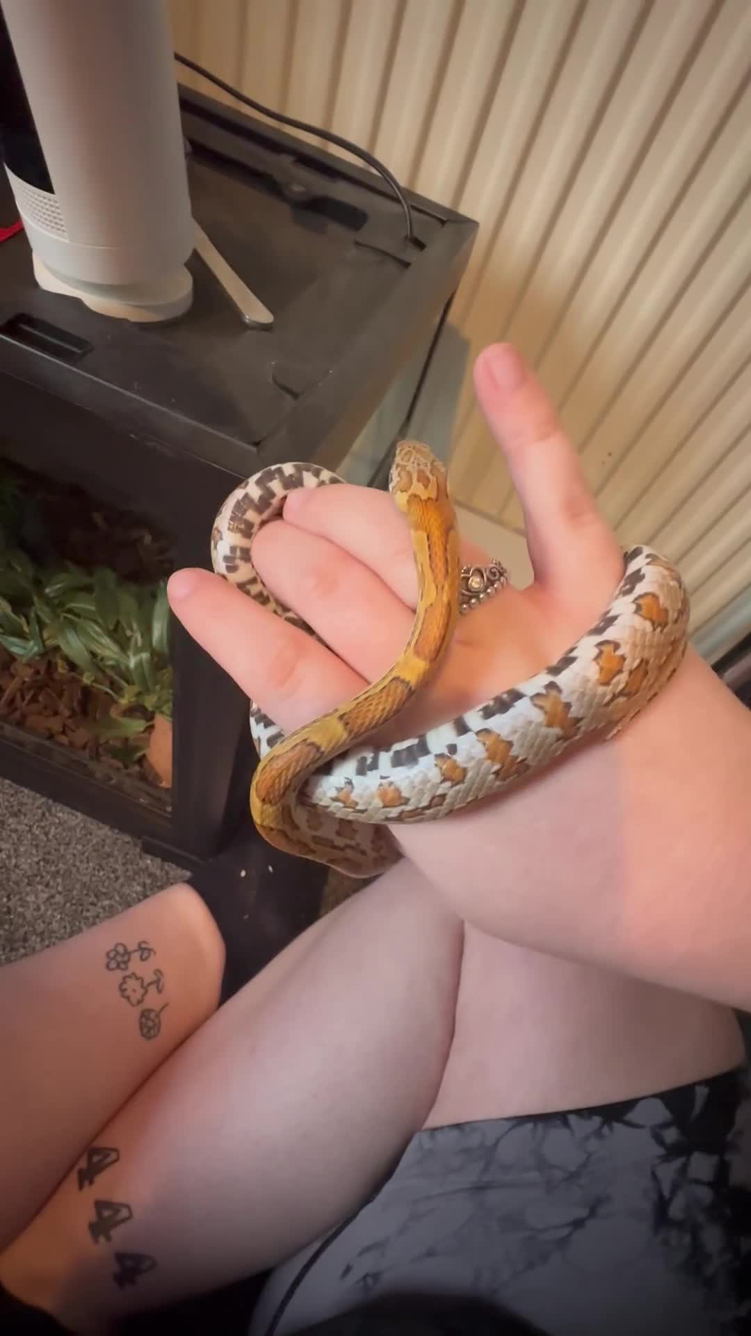 Corn Snake reptiles for sale: Corn Snake - Video 1
