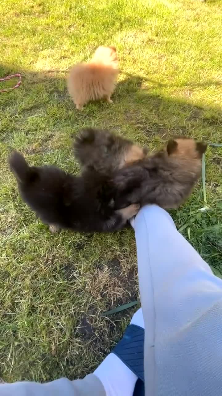 Pomeranian dogs for sale: 1 male is available😊Beautiful Pomeranian puppies - Video 1