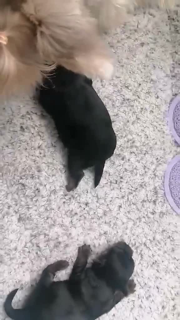 Yorkshire Terrier dogs for sale: 2 Sweter Yorkshire Terrier puppy in Swindon - Video 1