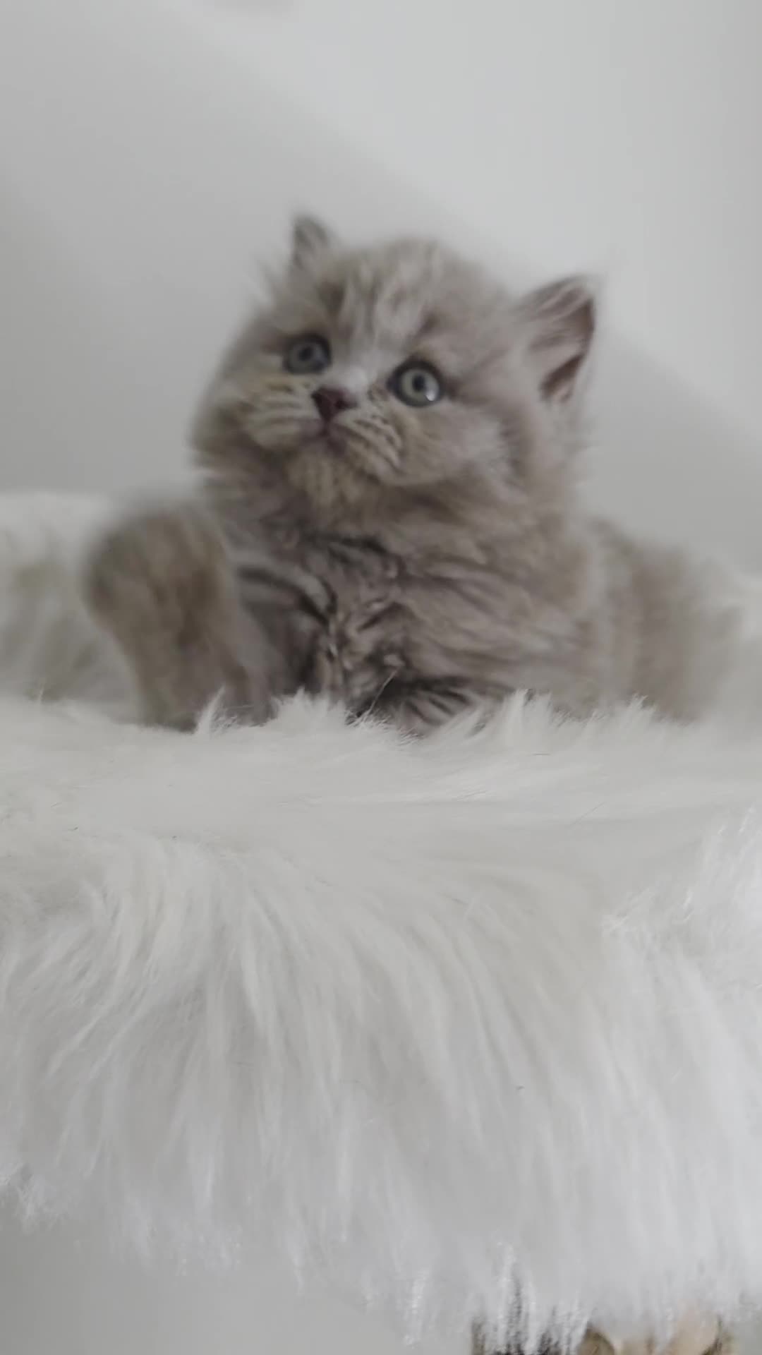 British Shorthair cats for sale: Champion 🏆 lilac female British Longhair  - Video 1