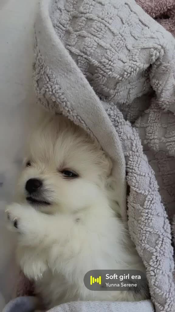 Pomeranian dogs for sale: 5 beautiful pomeranian puppy’s 💖💙 in Royston - Video 5
