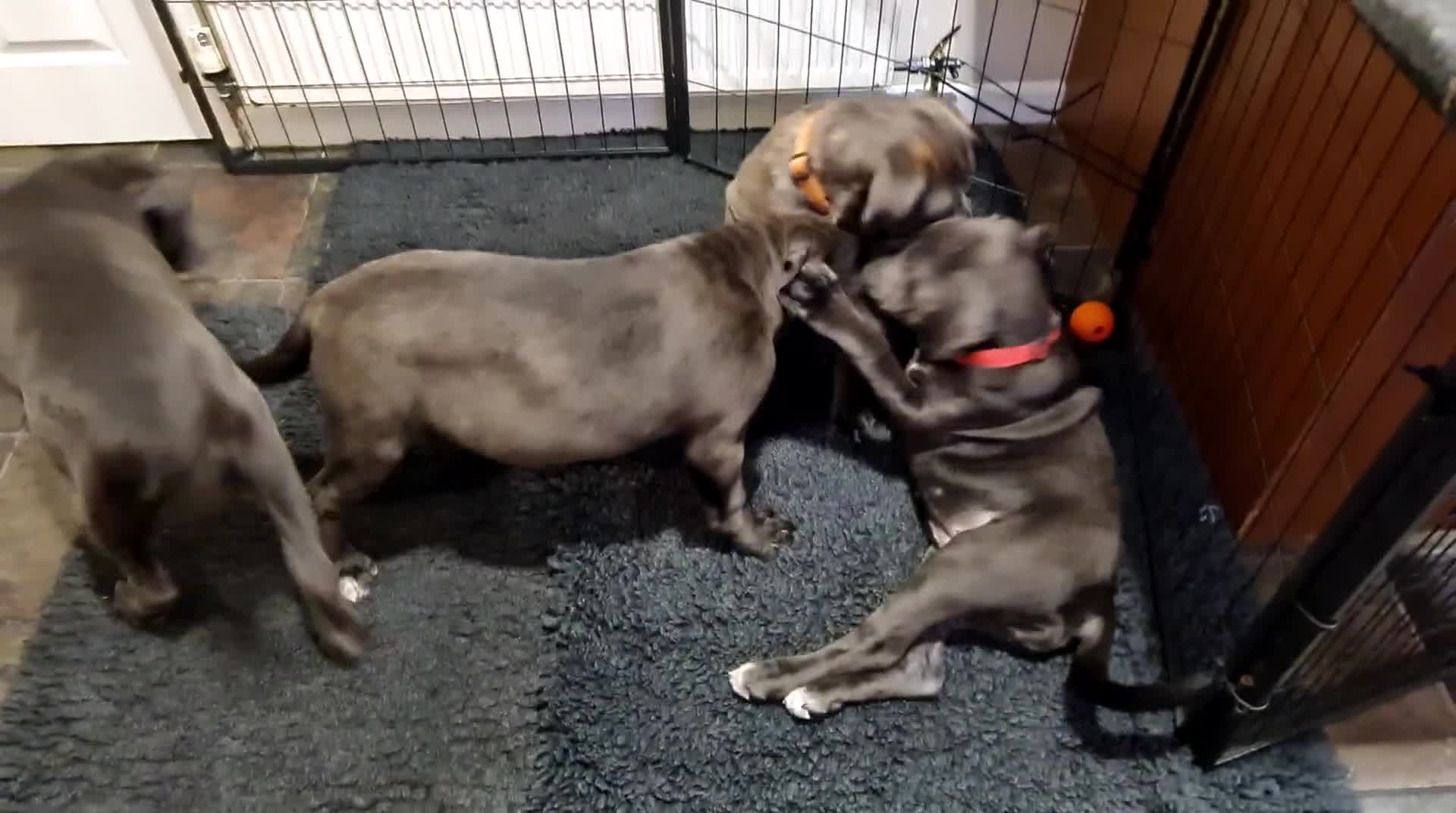 Cane Corso dogs for sale: Cane Corso pups for sale  - Video 1