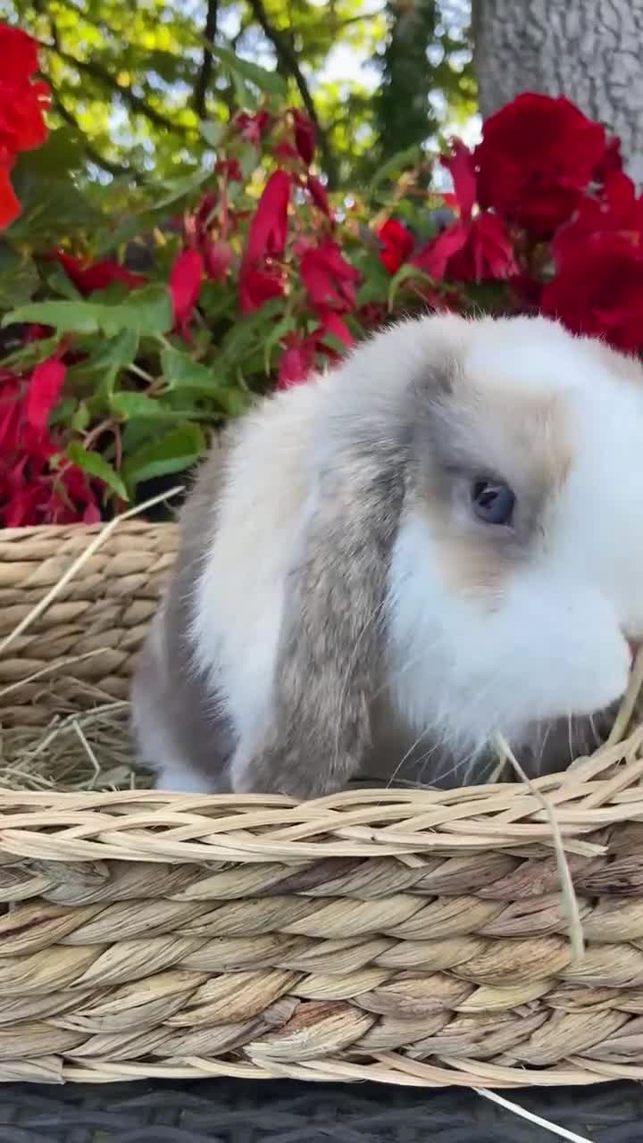 Mini Lop rabbits for sale: Mini Lop Rabbits for sale  - Video 2