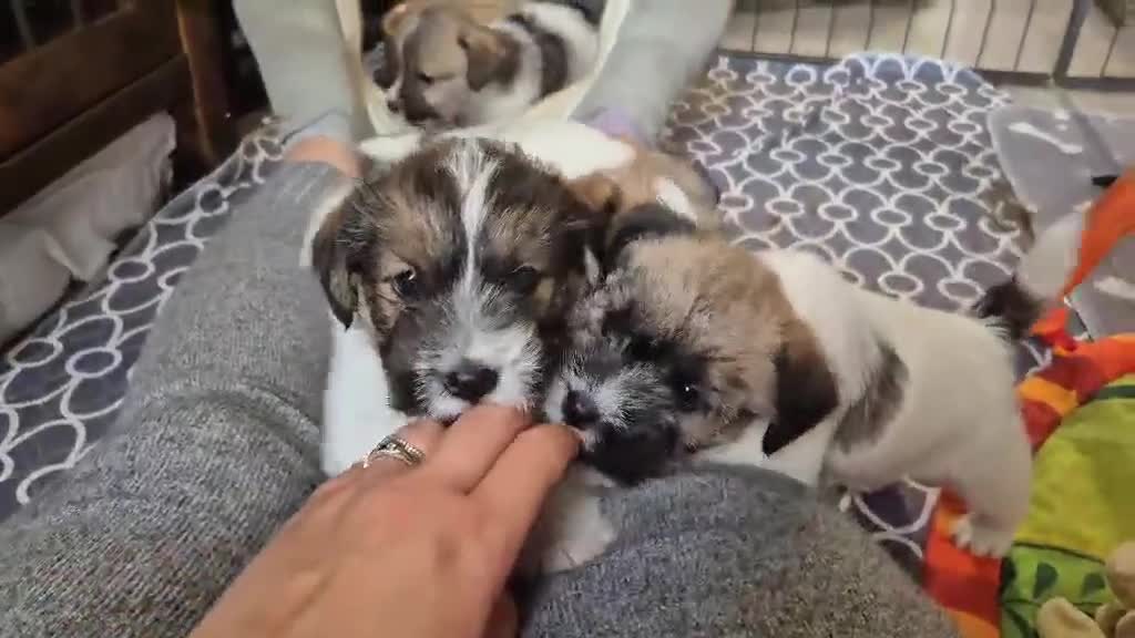 Jack Russell dogs for sale: Adorable Jack Russell Puppies - Video 3