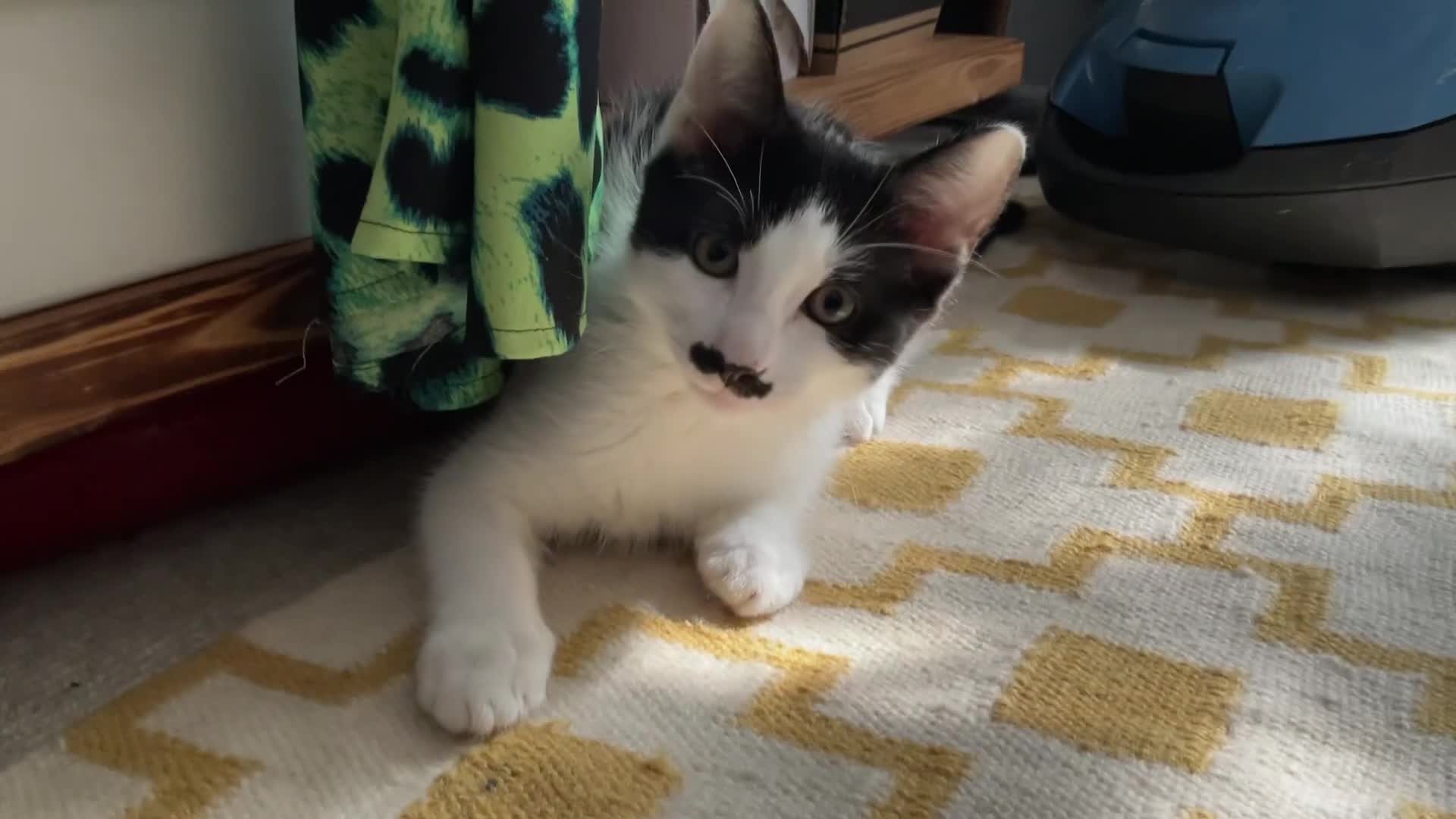 Domestic Shorthair cats for sale: 4 Beautiful Kittens Ready for their Forever Homes - Video 3