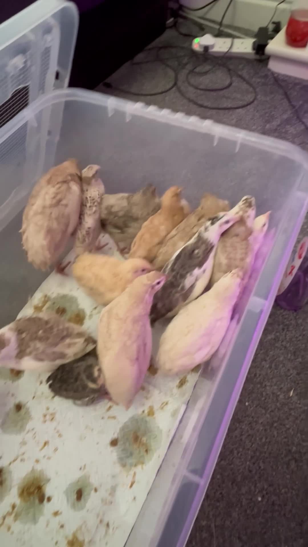 Quail poultry for sale: 4x celadon coturnix quail males in Cumnock - Video 1