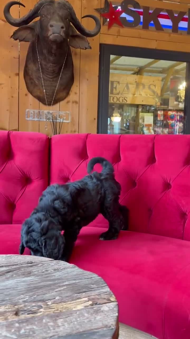 Bernedoodle dogs for sale: Ultra Bernedoodle 75% Bernese 25% Poodle - Video 1