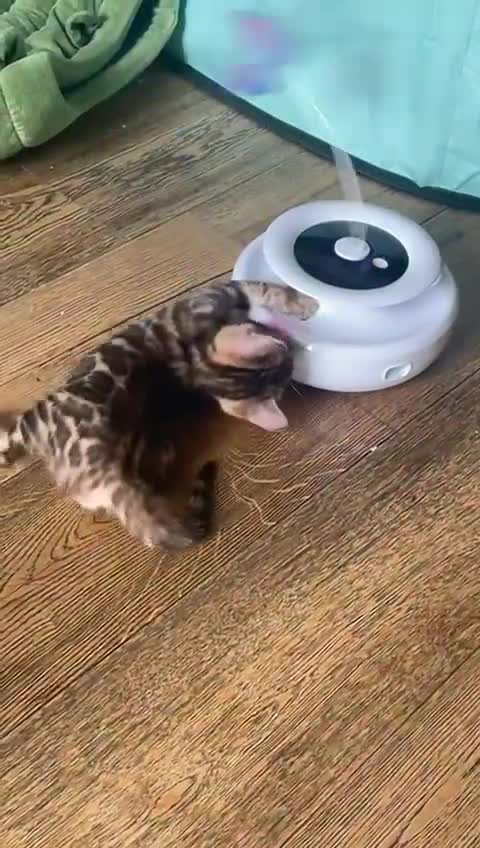 Bengal cats for sale: STUNNING PEDIGREE BENGAL KITTENS  - Video 1