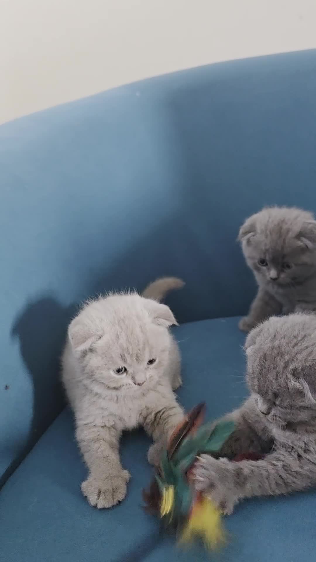 Scottish Fold cats for sale: 3 lovely Scotish Fold kittens  - Video 2