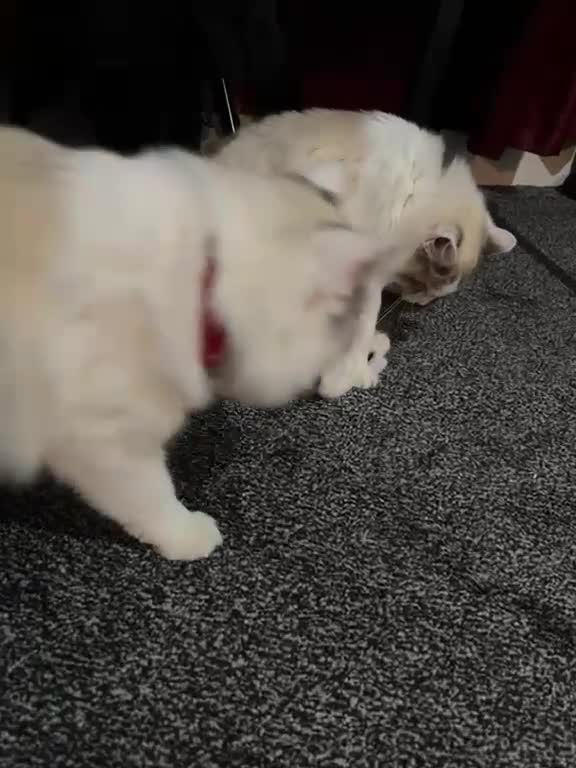 Ragdoll cats for sale: Ragdoll Kittens Ready Now – Birmingham - Video 4