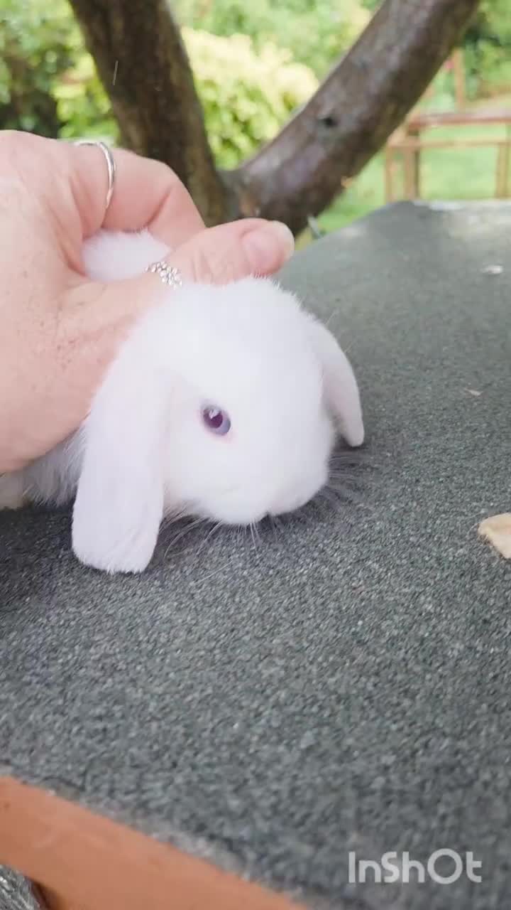 Mini Lop rabbits for sale: 🧡 Blue Eyed Baby Mini Lops - For Reserve - Video 2