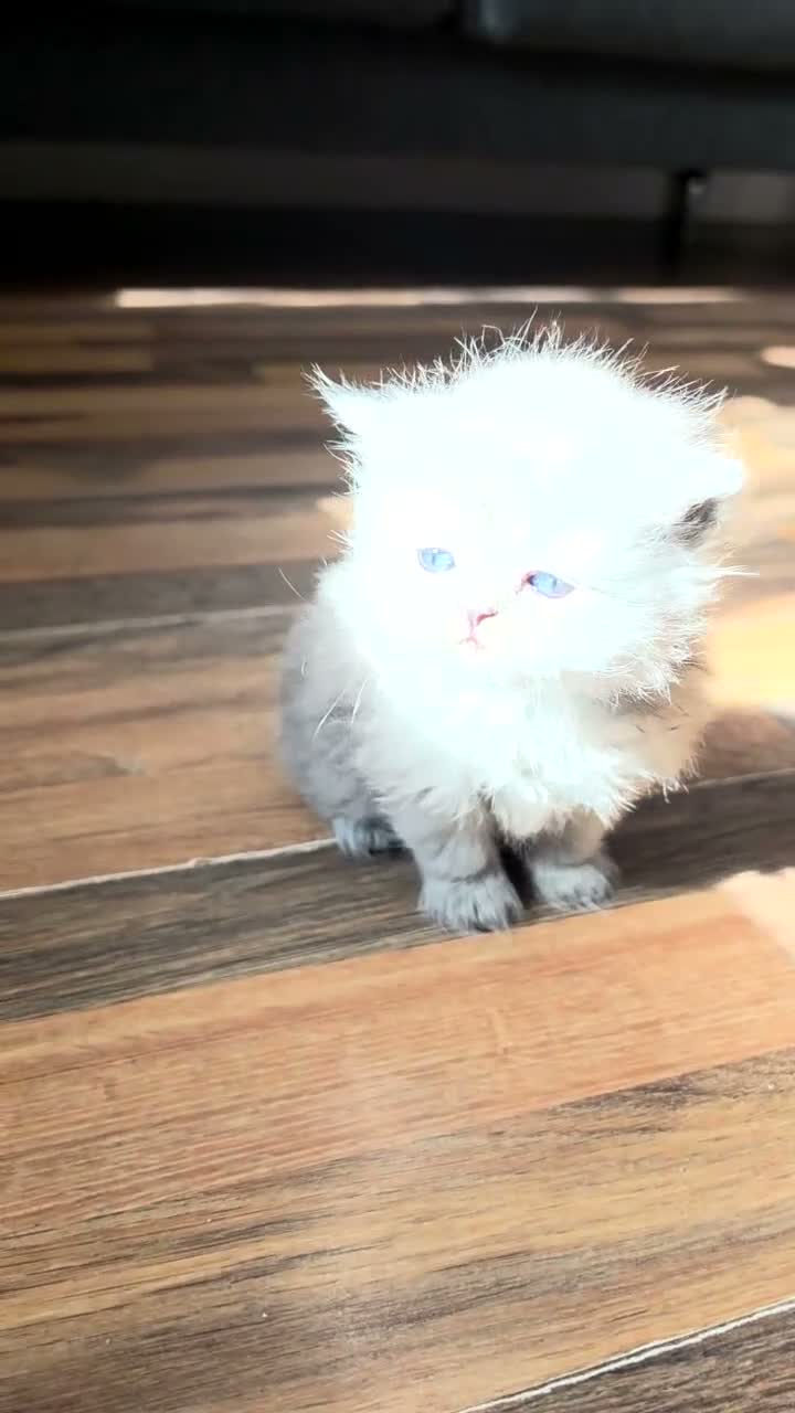Persian cats for sale: Stunning Persian Kittens 🥰 in Romford - Video 4