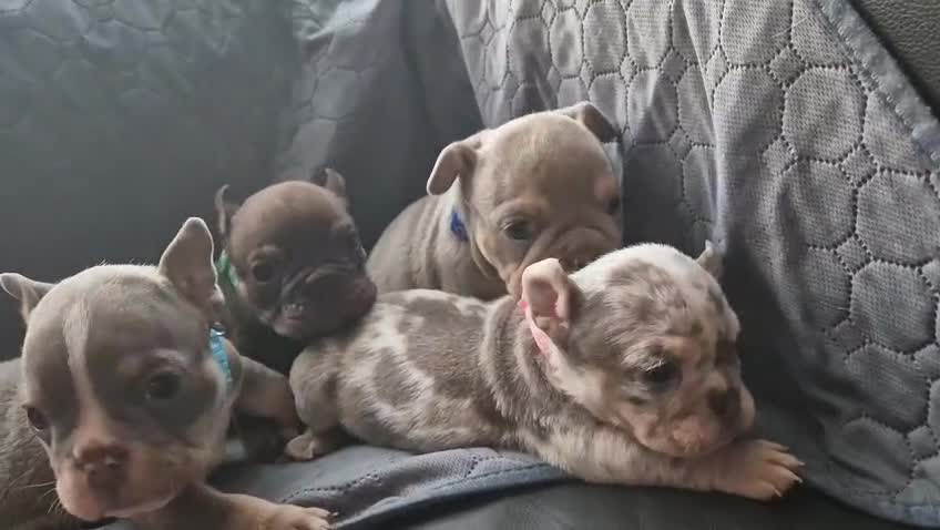 English Bulldog dogs for sale: Beautiful English Bull Dogs KC reg - Video 1