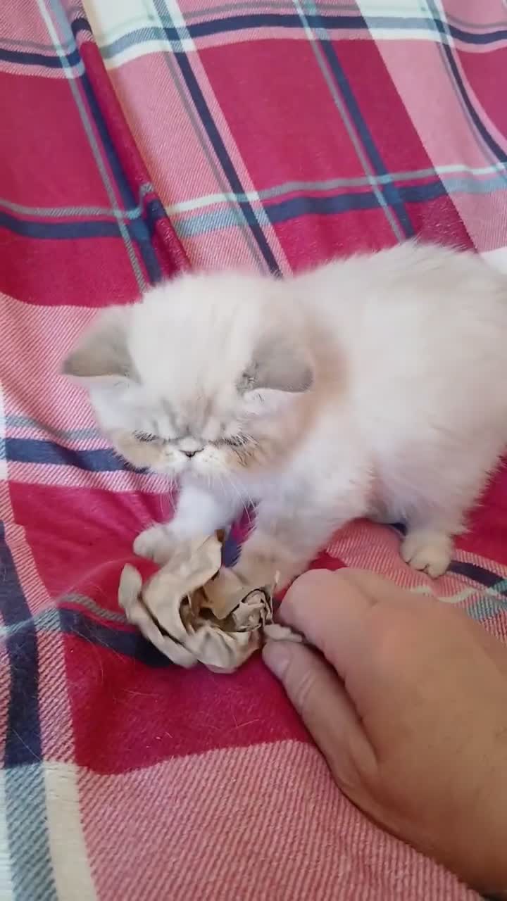 Exotic cats for sale: REDUCED PEDIGREE BABIES in Sheffield - Video 1