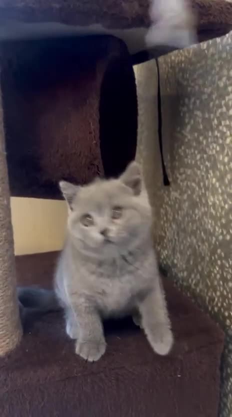 British Shorthair cats for sale: GORGEOUS BSH Kittens - Video 2