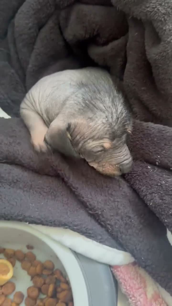 Dachshund dogs for sale: Dachshund cross Chinese crested  - Video 4
