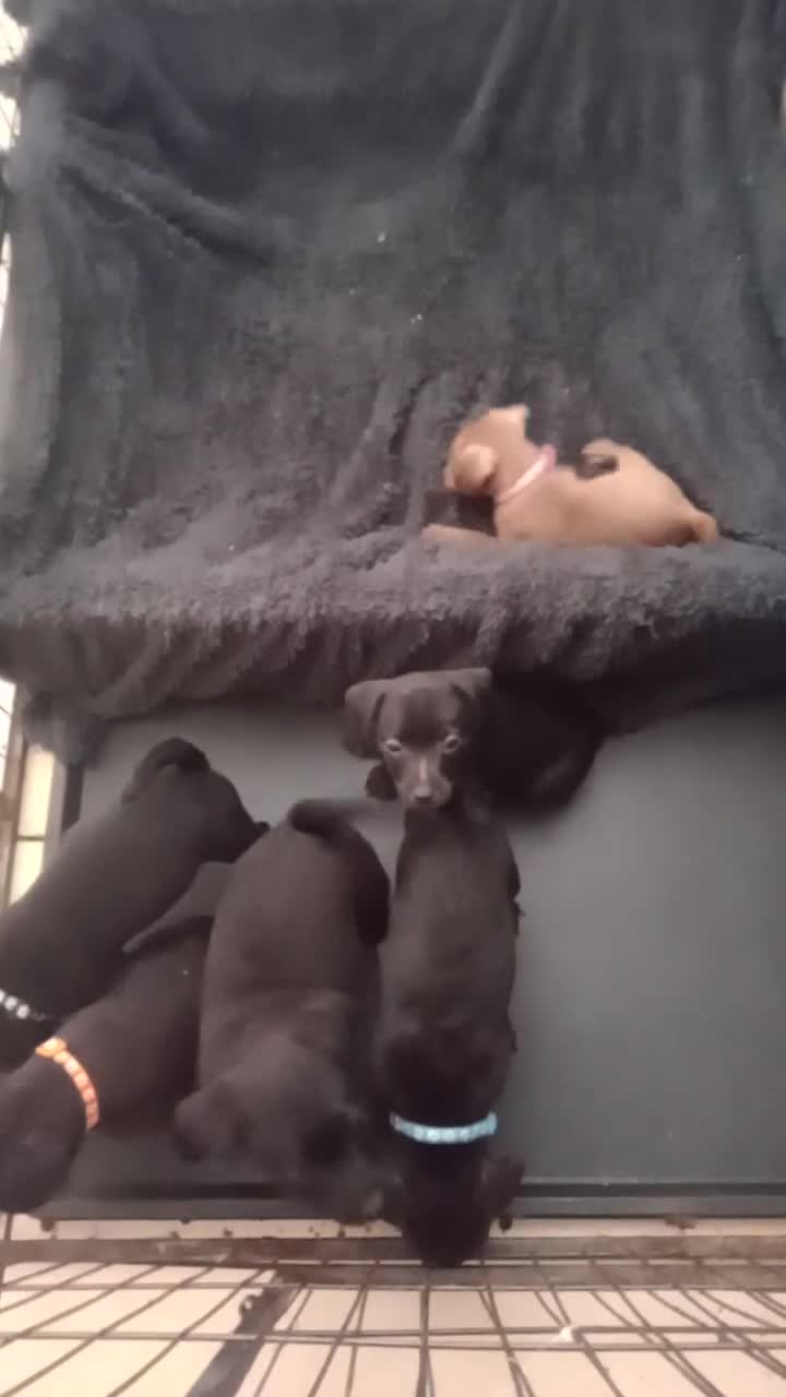 Patterdale Terrier dogs for sale: Patterdale pups for sale ready now - Video 2