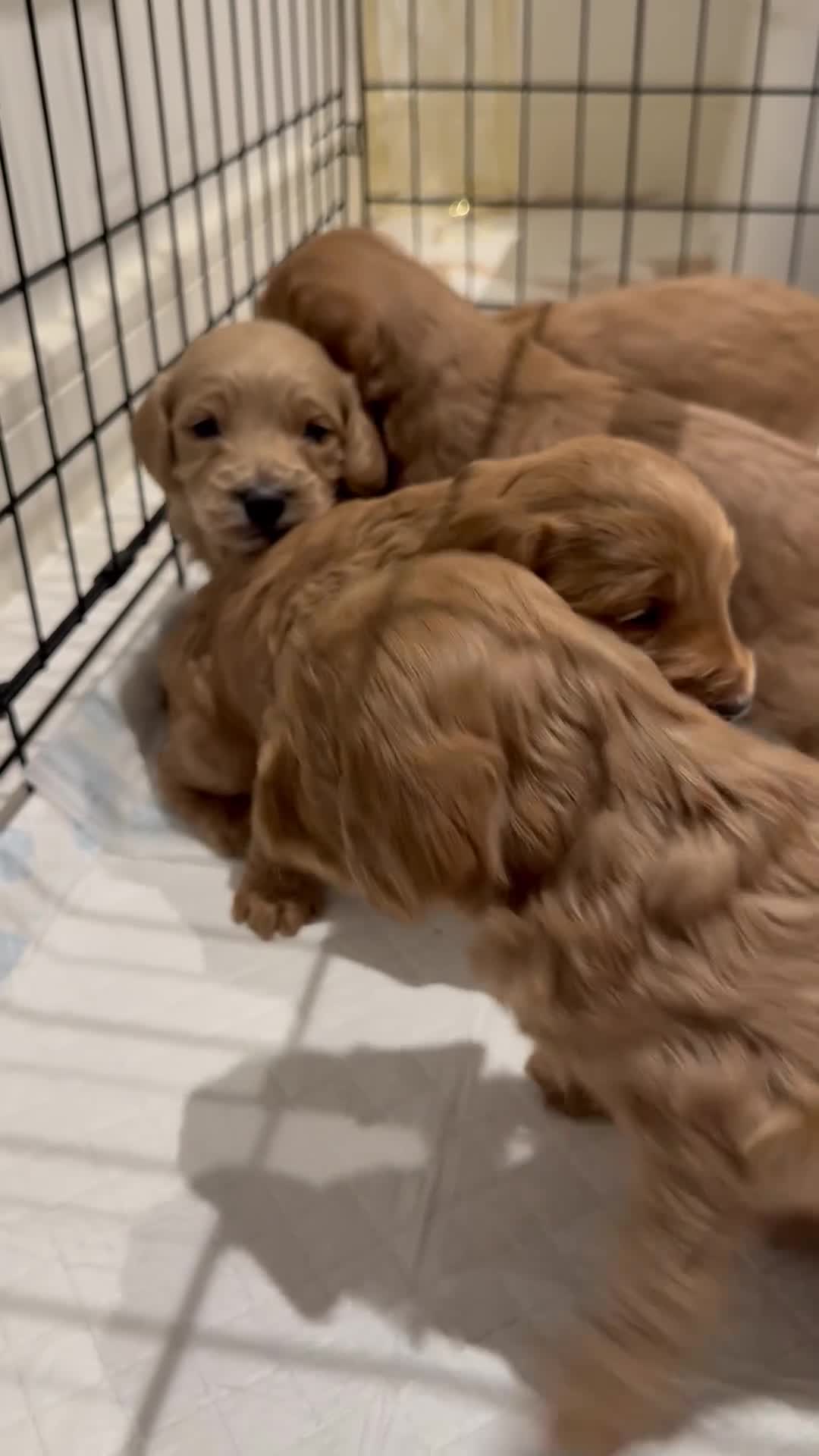 Cockapoo dogs for sale: READY TO GO! LAST BOY F1 Cockapoo puppies - Video 1