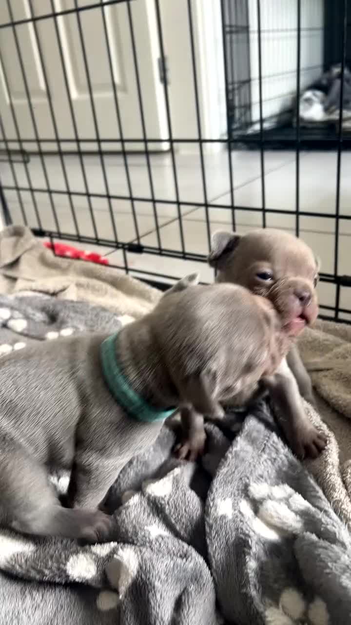 French Bulldog dogs for sale: Ready to leave on the 12th of September - Video 2