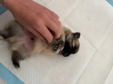 Pomeranian dogs for sale: Pomeranian puppies 4 weeks old currently  - Video 2
