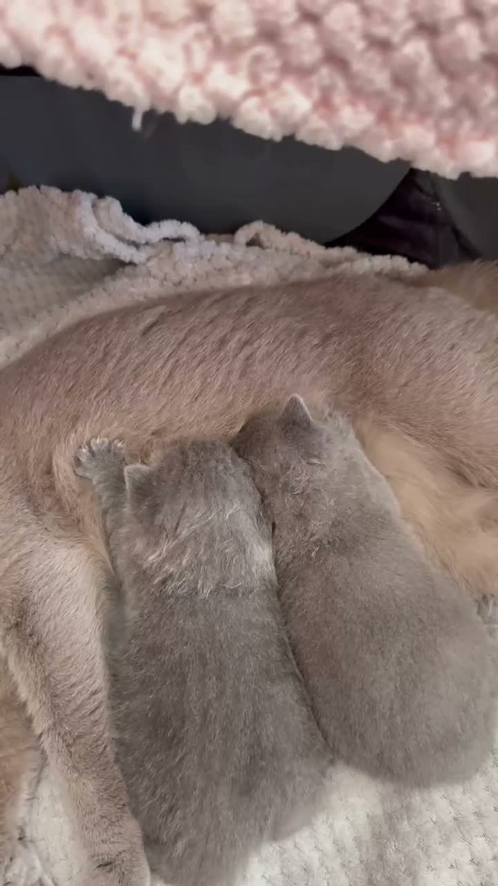 British Shorthair cats for sale: British Shorthair Kittens  - Video 1