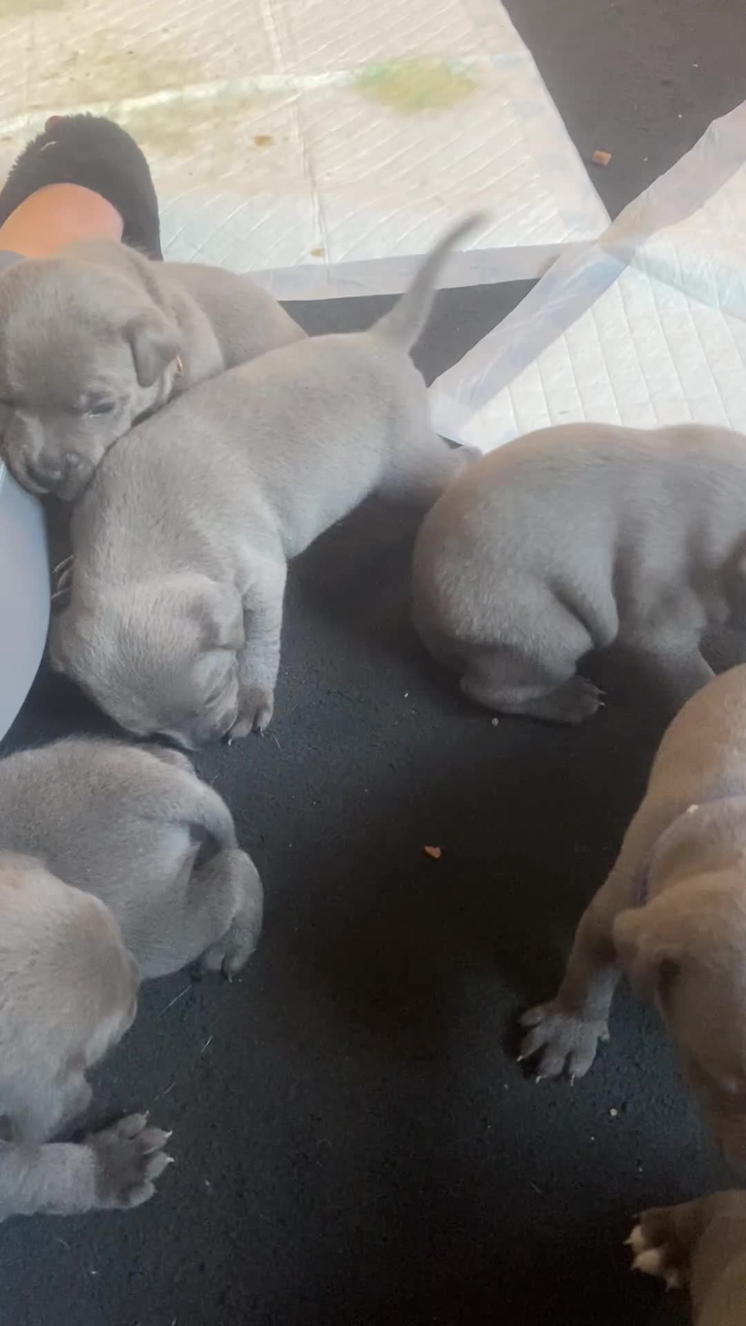 Staffordshire Bull Terrier dogs for sale: Blue staff puppies - Video 1