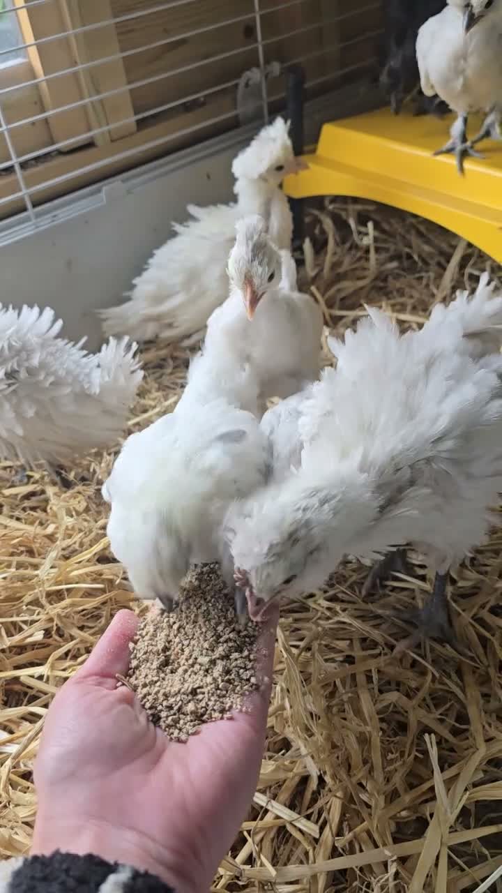 Chickens poultry for sale: Silkie/polish including frizzles  - Video 1
