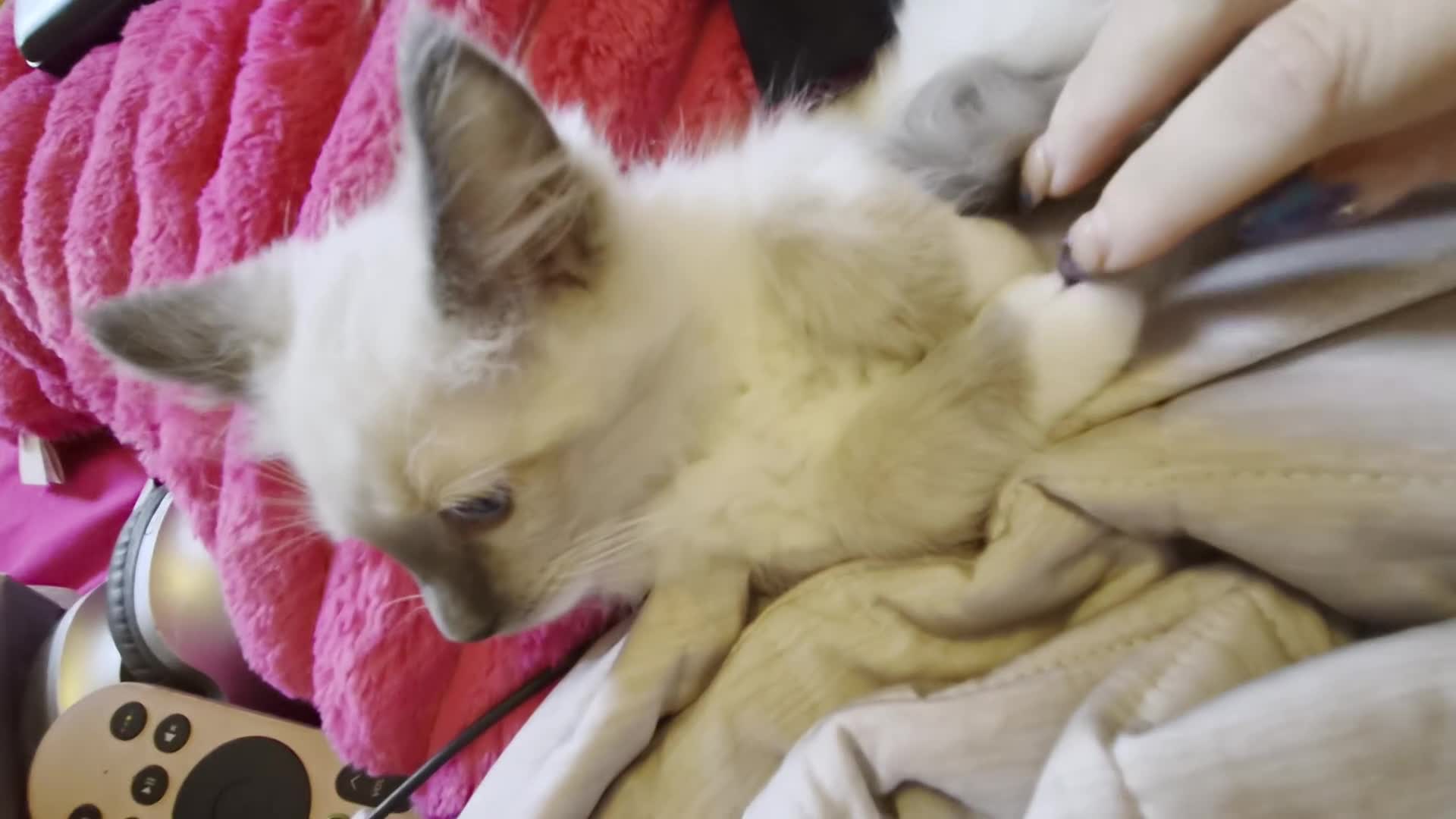 Ragdoll cats for sale: Cute purebred blue point mitted ragdoll kitten  - Video 1