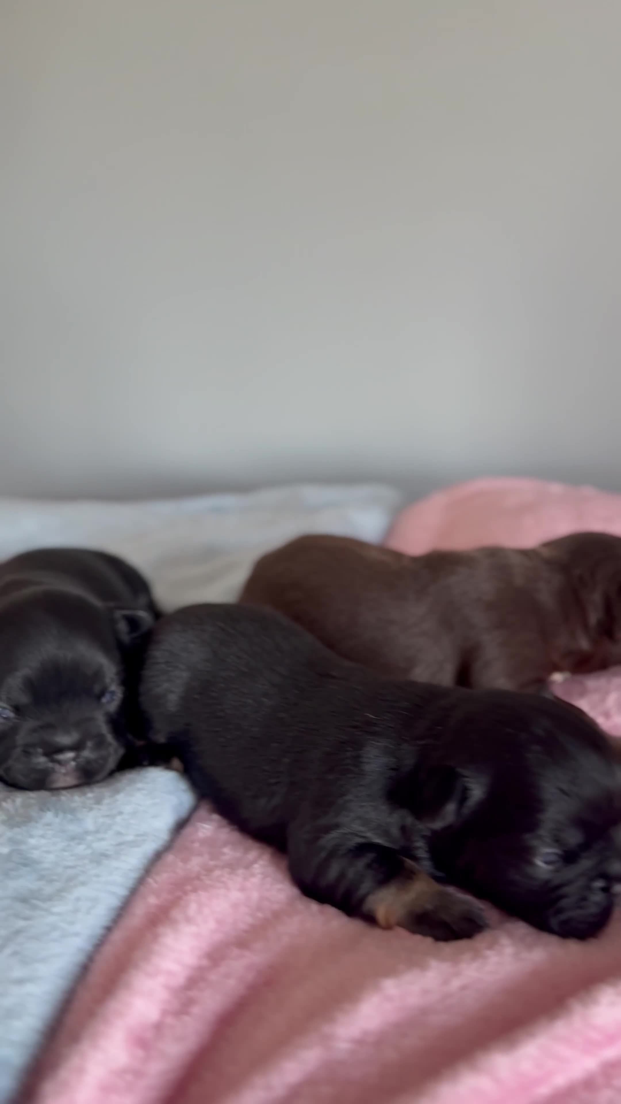 French Bulldog dogs for sale: Fluffy | Pink carrier | French Bulldogs - Video 1