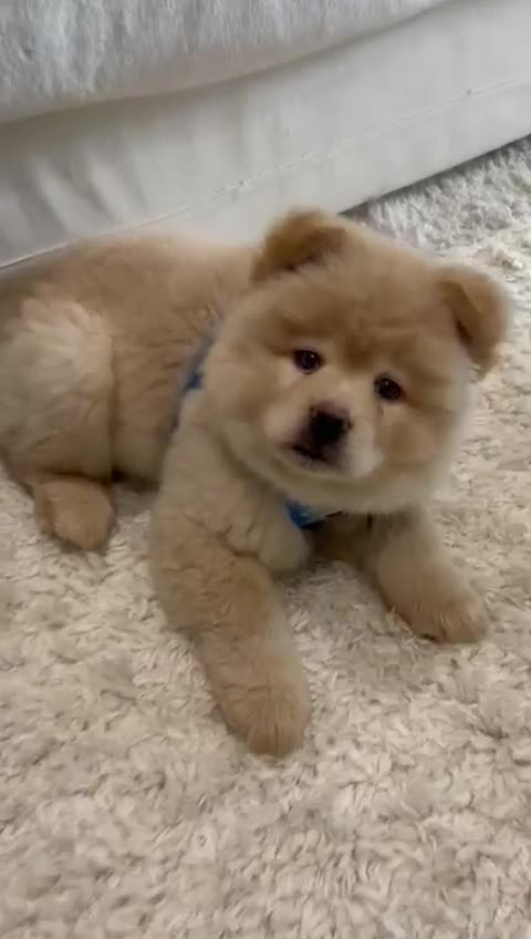 Mixed Breed dogs for sale: Sweet Chowsky puppy  - Video 1