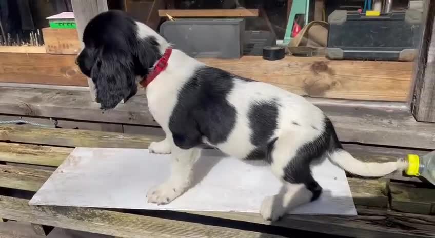 English Springer Spaniel dogs for sale: Chunky KC registered ENGLISH SPRINGER SPANIEL pups - Video 3
