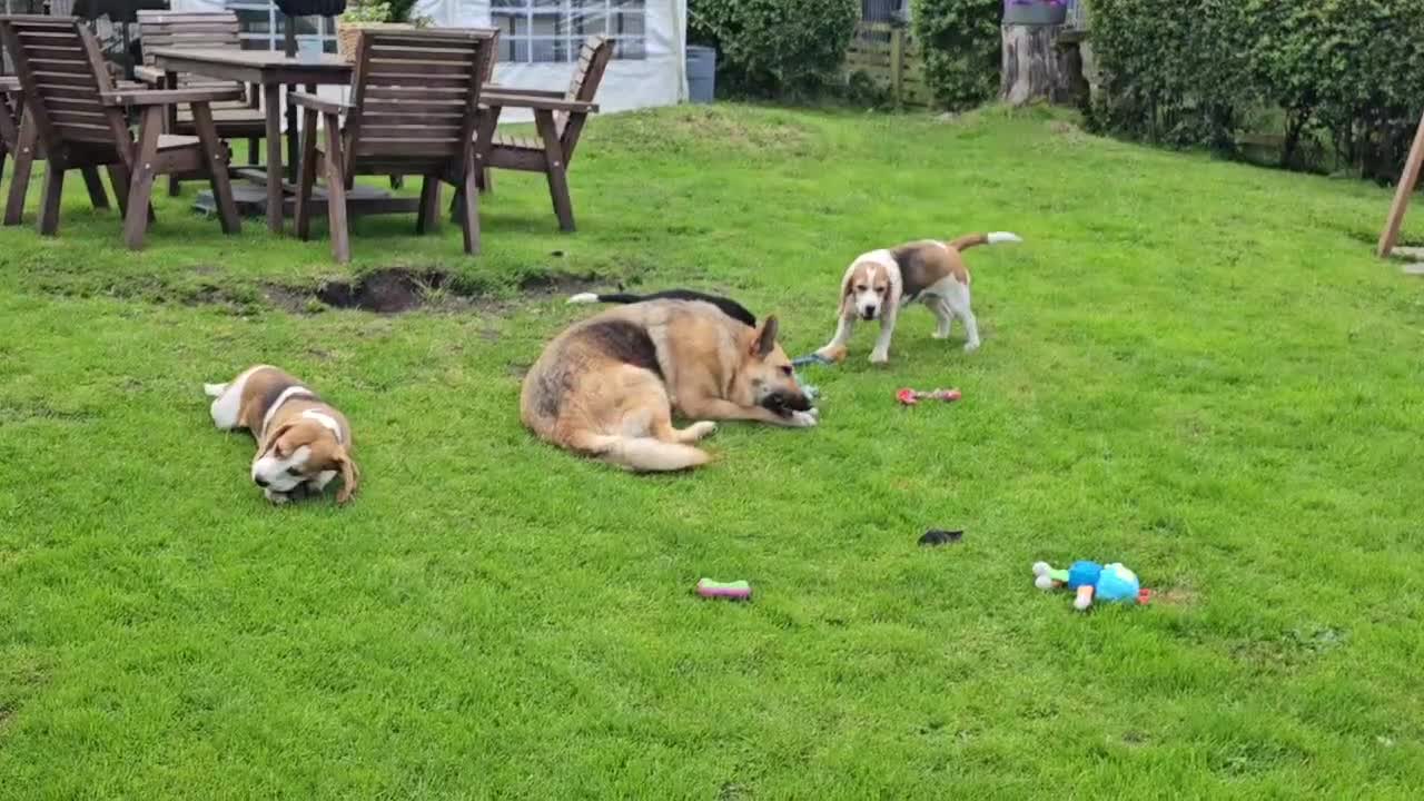 Beagle dogs for sale: Stunning Male Blanket Tri Beagle Puppy - Ready Now - Video 2