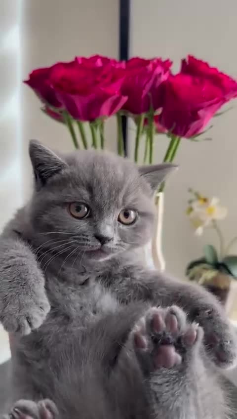 British Shorthair cats for sale: Two beautiful and lovely girls - Video 1