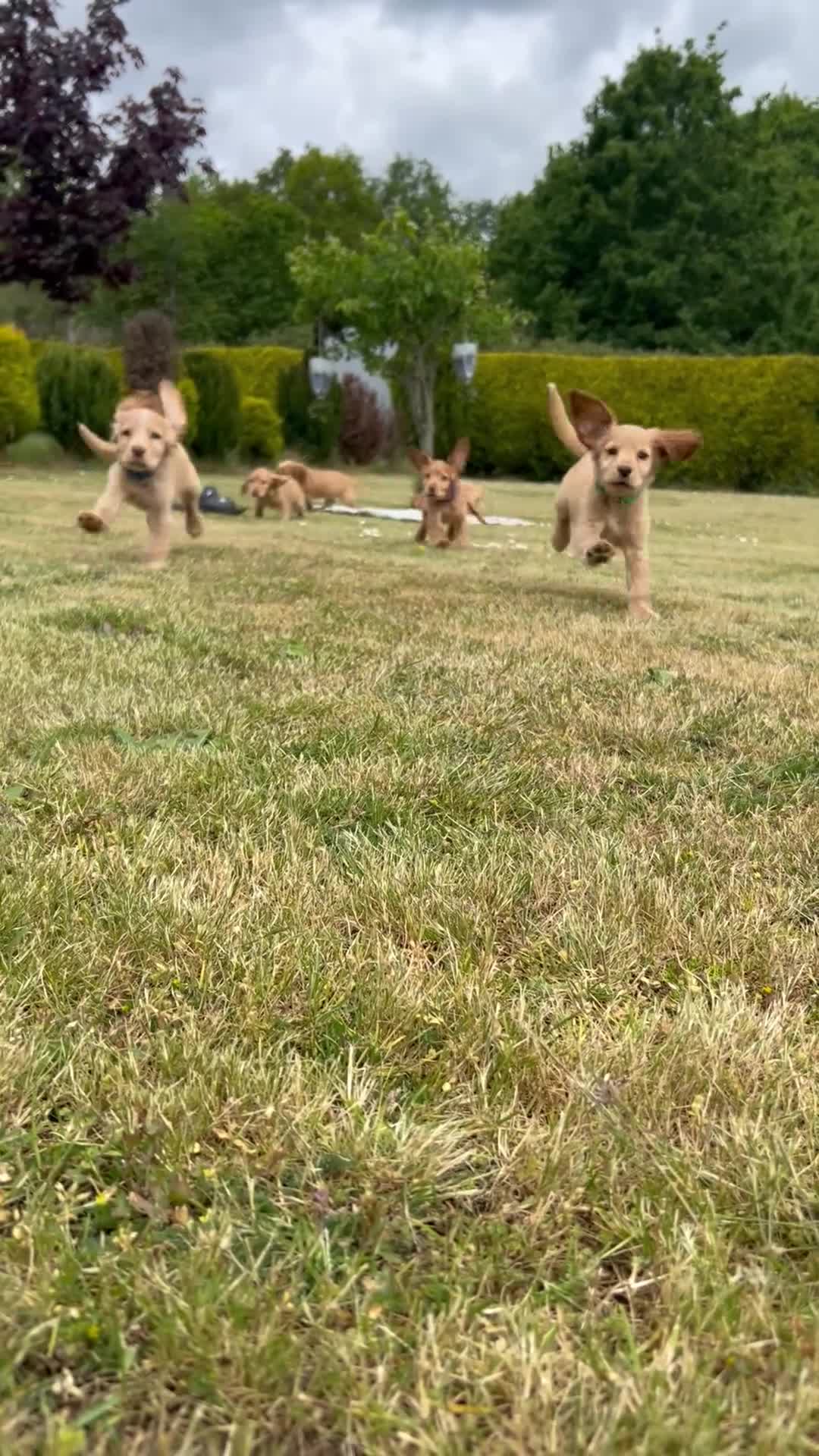 Cocker Spaniel dogs for sale: Gorgeous KC working type cocker spaniel puppies  - Video 1
