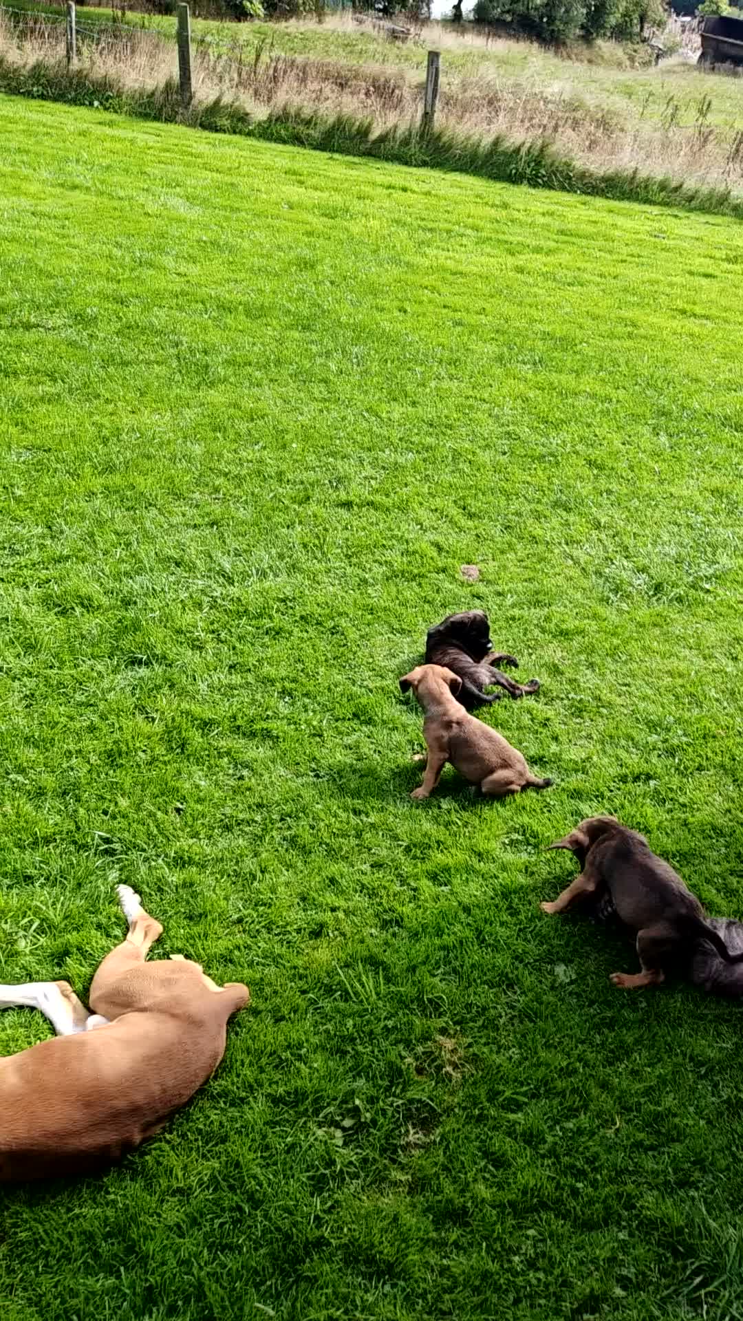 Boxer dogs for sale: Boxer pups only 3 boys left - Video 3