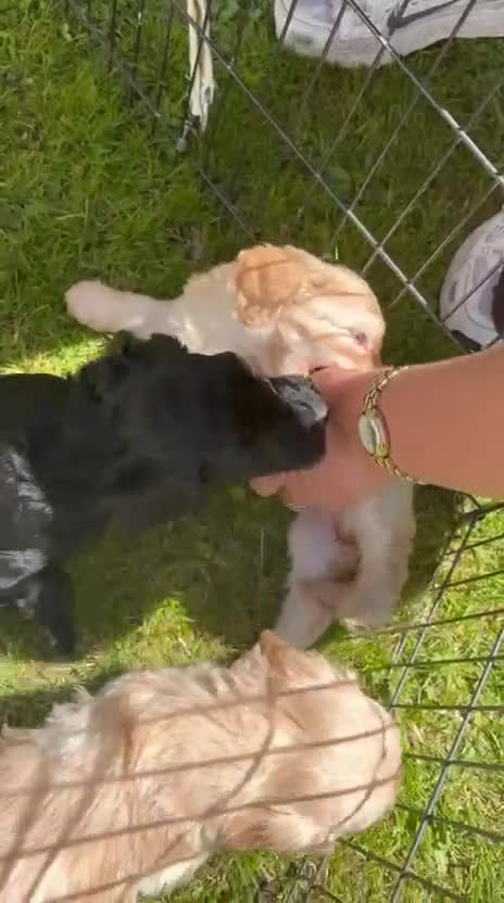 Cockapoo dogs for sale: Beautiful cockerpoo puppies - Video 1