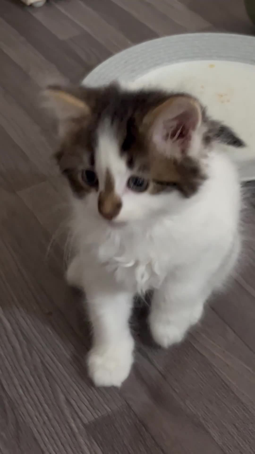 Mixed Breed cats for sale: Cute kittens looking for loving home  - Video 1