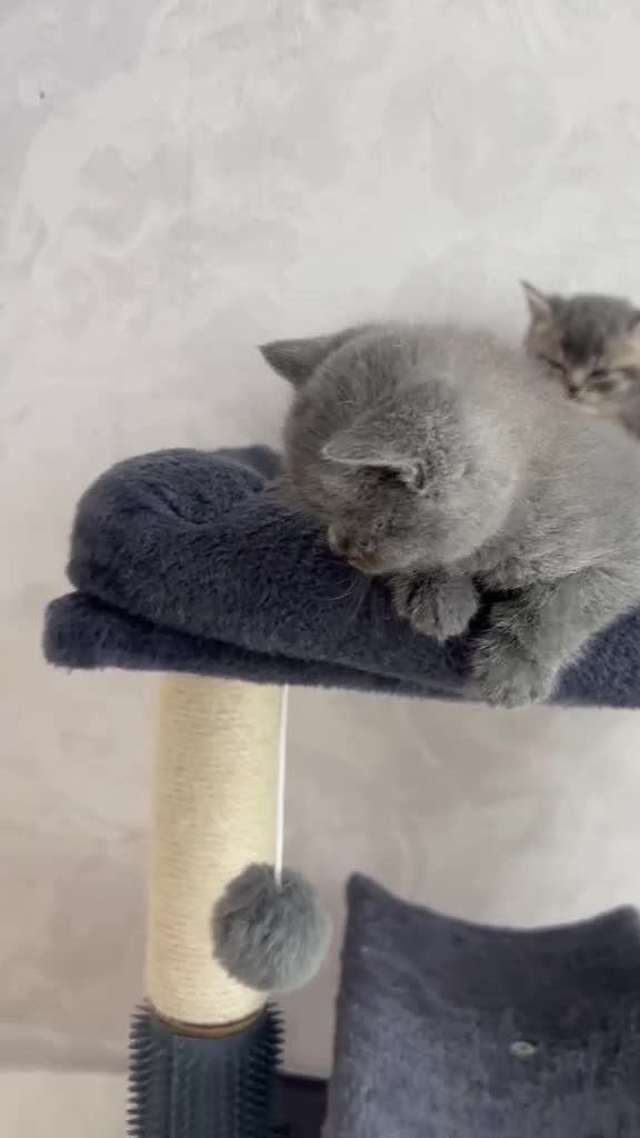 British Shorthair cats for sale: Stunning litter of x7 British short hair kittens  - Video 1