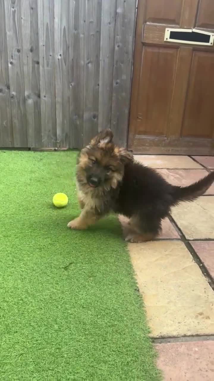 Mixed Breed dogs for sale: G.Sehepherd&white swiss Shepherd long coat puppies - Video 5